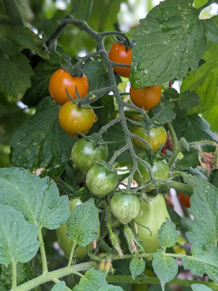 PSD_RiceElem's tweet photo. Thank you, Rice families, for helping our garden grow this summer! We are excited to watch our students growth this year. We're looking forward to a big harvest when the kids return. We will see you soon! https://t.co/3NAdkLAN7S