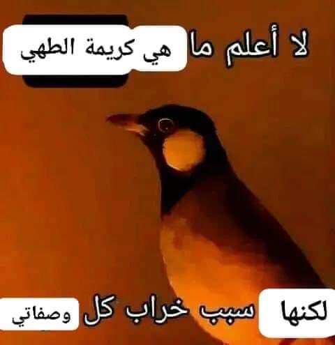 ميمزاوي باشا (@memesawyy) on Twitter photo 