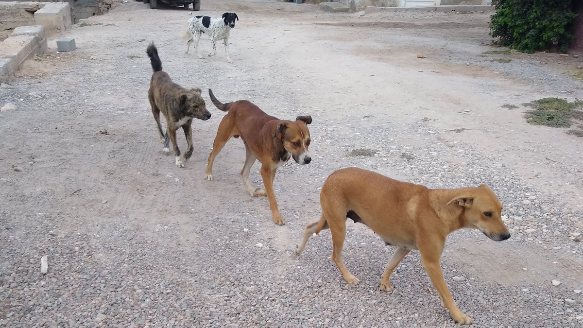 Join us @DomLabVienna to study social learning strategies in free-ranging dogs in Morocco! 🇲🇦🐕
