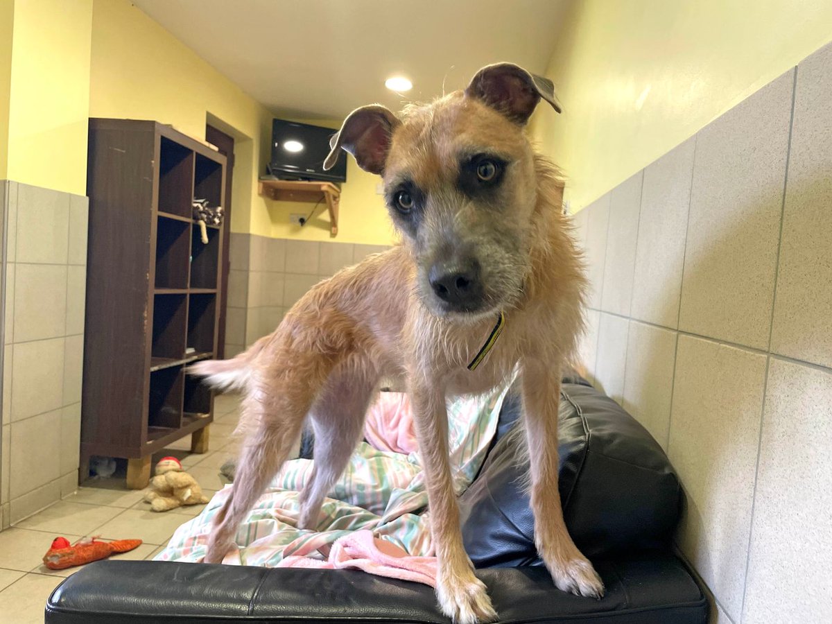 AdoptionsUk's tweet photo. Please retweet to help Ava find a home #SHOREHAM #SUSSEX #UK 

Aged 2, super smart, she can live with children aged 12+ as the only pet in an active home. 

DETAILS or APPLY👇 https://t.co/tqe5m71Zvv…
 #dogs #dogsoftwitter #pets #animals https://t.co/umnKPuTbjj