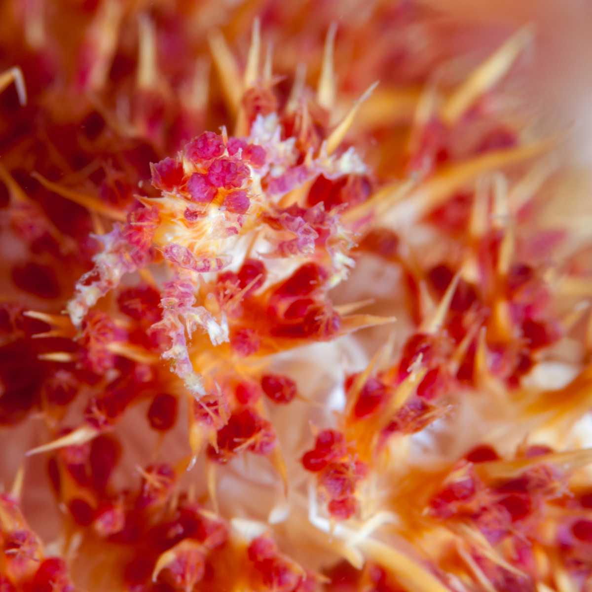 I posted a #Barbie fish the other day, so here is a #Barbie crab! This is the Soft Coral Crab (Hoplophrys oatesii), and as the name implies it lives on soft coral. Those pink pompoms on its back are actual soft coral polyps that the crab attaches to itself! Isn't that amazing?!