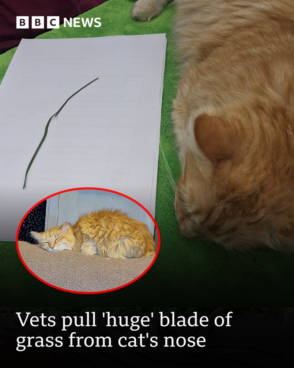 bbcemt's tweet photo. It left poor Ginge struggling to breathe and sneezing blood 😢

He came into his owner Laura's life when she was diagnosed with breast cancer.

Tap the link in bio to read the full story
.
.
.
#bbceastmidlands #catsofinstagram  #nottingam https://t.co/IUupYHpXm3