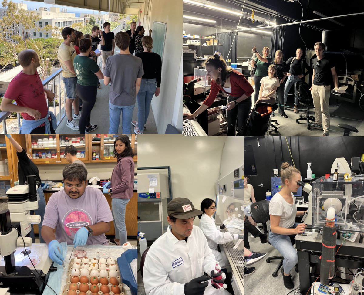 Day 9-10: Projects have been decided, and students are getting busy at #kitpqbio. #syntheticmorphogenesis #gastruloid, #organoid, #devbio @KITP_UCSB
