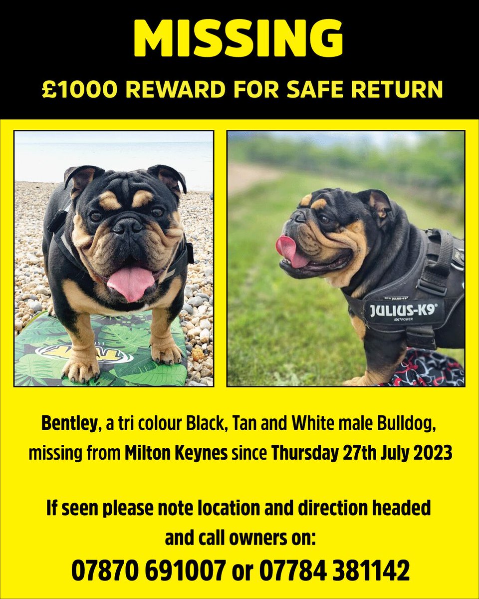 A plea from the team 🙏

You’ll know from our socials that we’re massive dog fans here at Motive HQ.

We’re devastated that Bentley, who belongs to one of our team, went missing on the 27th July. 

Please help us spread the word - we need to reunite them. 

#missingdog