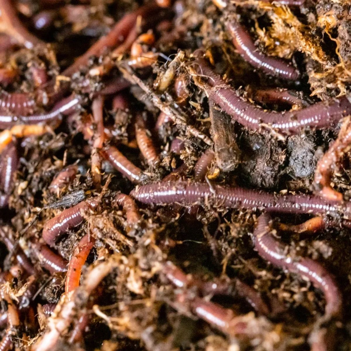 delta_worms's tweet photo. Looking to enhance the quality of your garden soil? Our Red Wiggler worms work hard to turn organic matter into rich, fertile compost that's packed with beneficial microbes and nutrients. Shop them now on our website!

https://t.co/KxBofCI6sG https://t.co/FaUrjlX20e