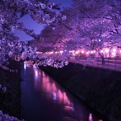 violettweets_'s tweet photo. purple haze. https://t.co/pT04cNByhQ