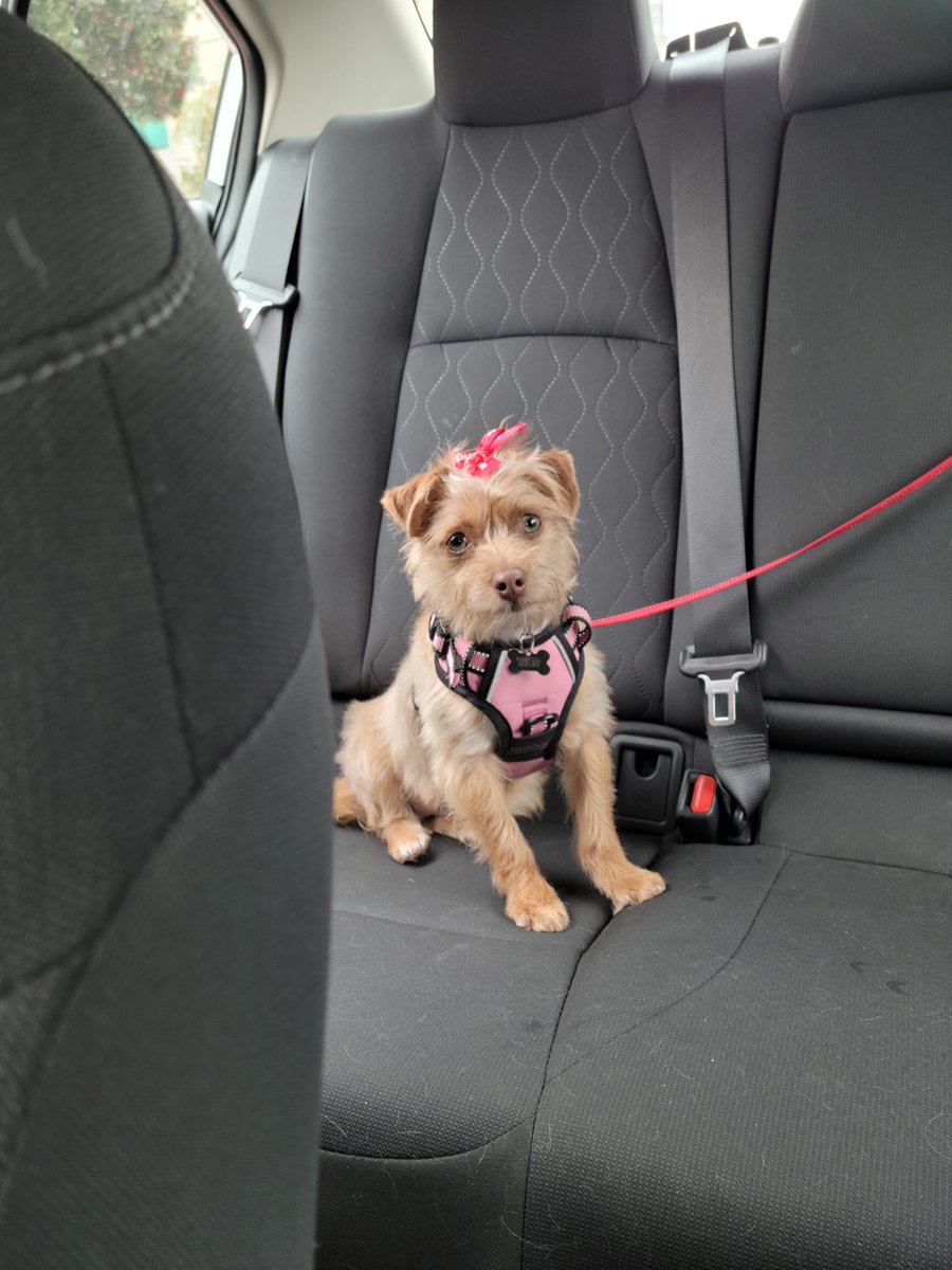 DPSRescue's tweet image. We love getting updates on how the adopted ones are doing! Marji looks so pretty in her pink bow and harness! #DPSAlumni #PrettyInPink