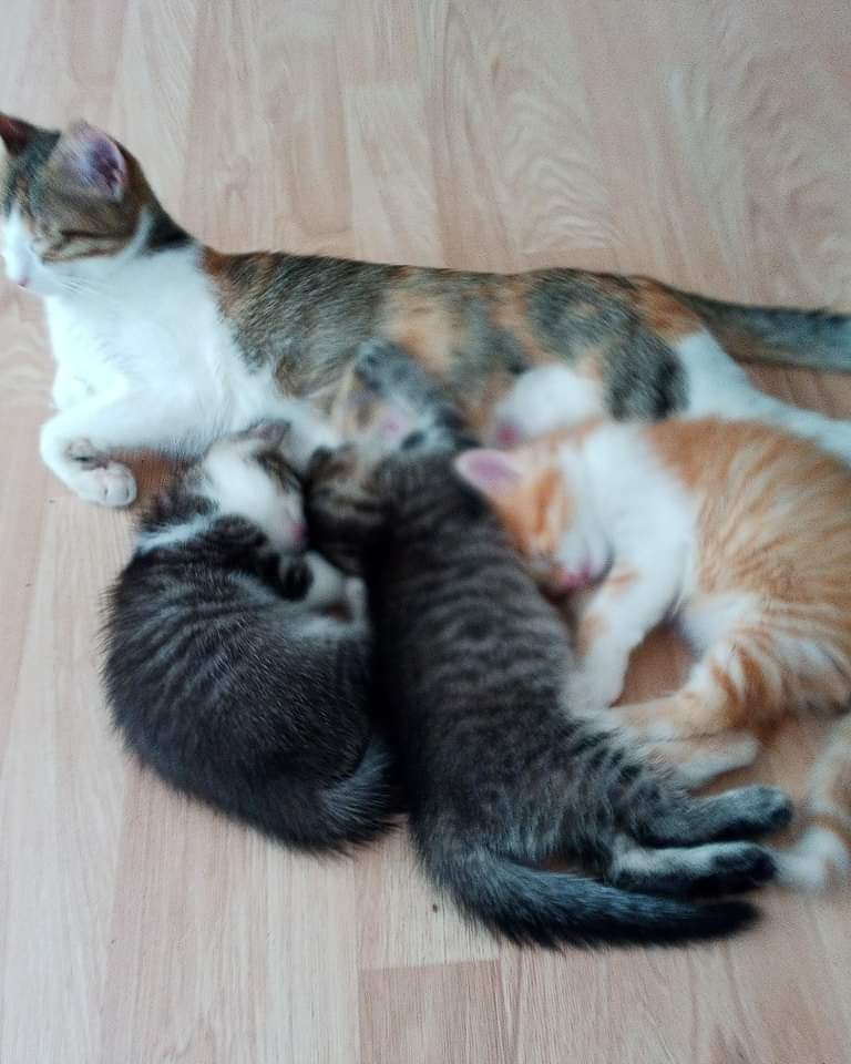 CALİCO -BLUE POİNT MELEZİ BEBEKLER YUVA ARIYOR..

İstanbul/Pendik
İletişim:0542 585 9219

Bir üyemizin iletisidir:" 10 Mayıs doğumlu iki kedime yuva arıyorum. Baba Blue point, anneleri ise Calico.. 
Anneyle birlikte 3 tane kedim var. Bütçem yetmediği için sahiplendirmek istedim