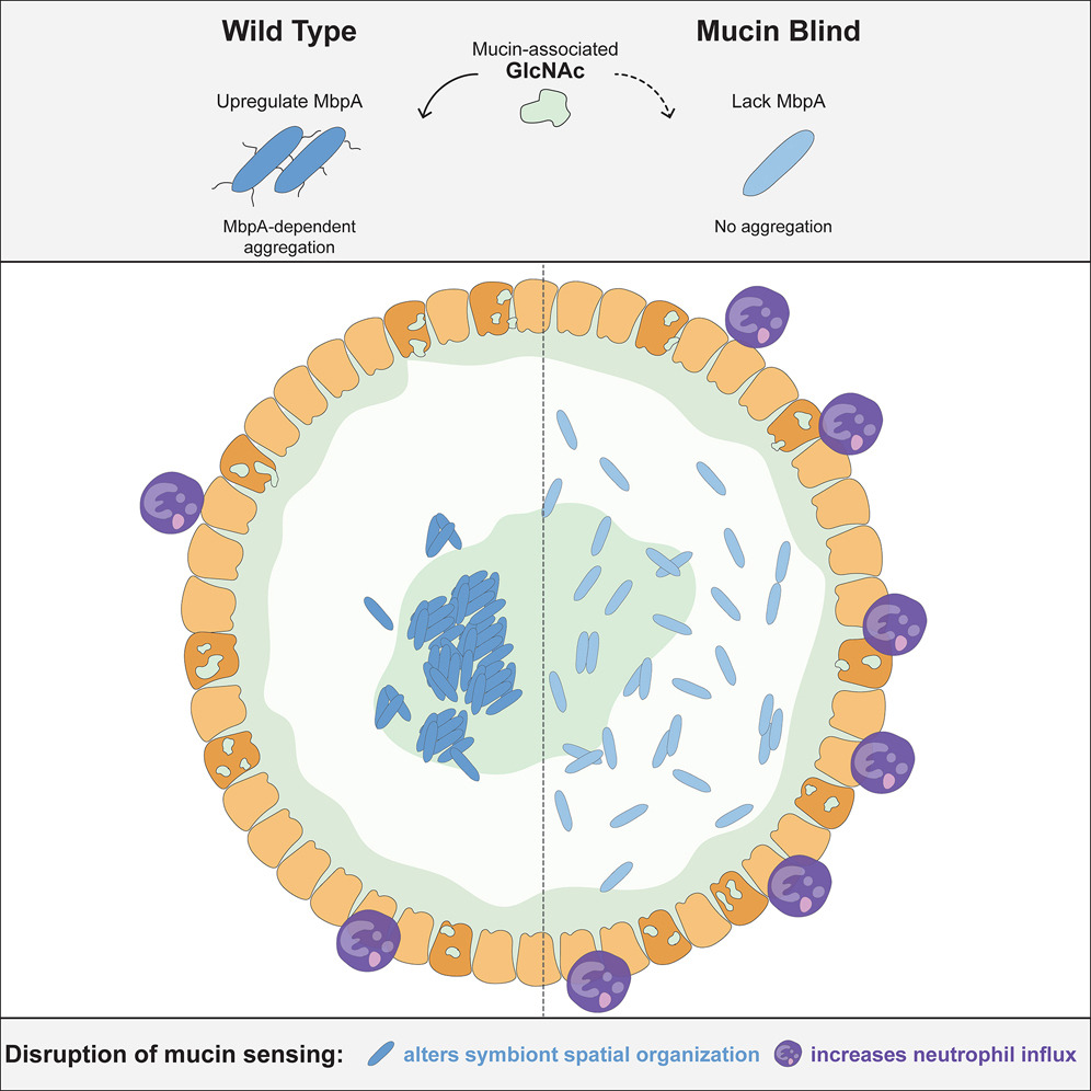 Sticking point for Aeromonas. @tjarrods <a href="/GuilleminLab/">GuilleminLab</a> report #zebrafish #symbiont, Aeromonas, uses mucin-reg. adhesin to control its inflammatory character &amp; spatial organization in gut.Analogous Akkermansia adhesins suggest similar mechanisms in human gut cell.com/cell-host-micr…