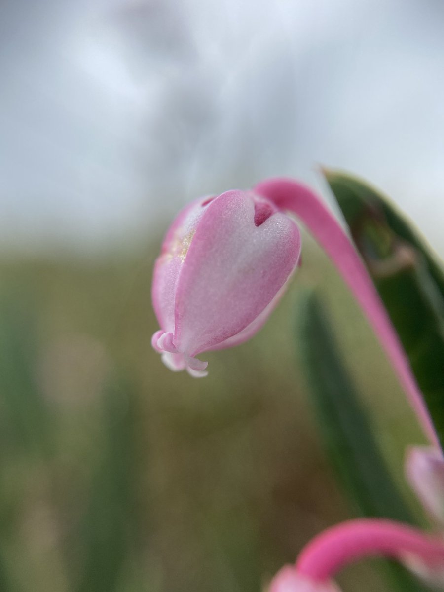 Met Bog-rosemary (Andromeda polifolia) for the first time EVER yesterday!! I’ve looked at it in my ID book *countless* times over the years, but never clapped eyes on it in real life. I’m still buzzing aaah!! 🥳 Isn’t it COOL 😍