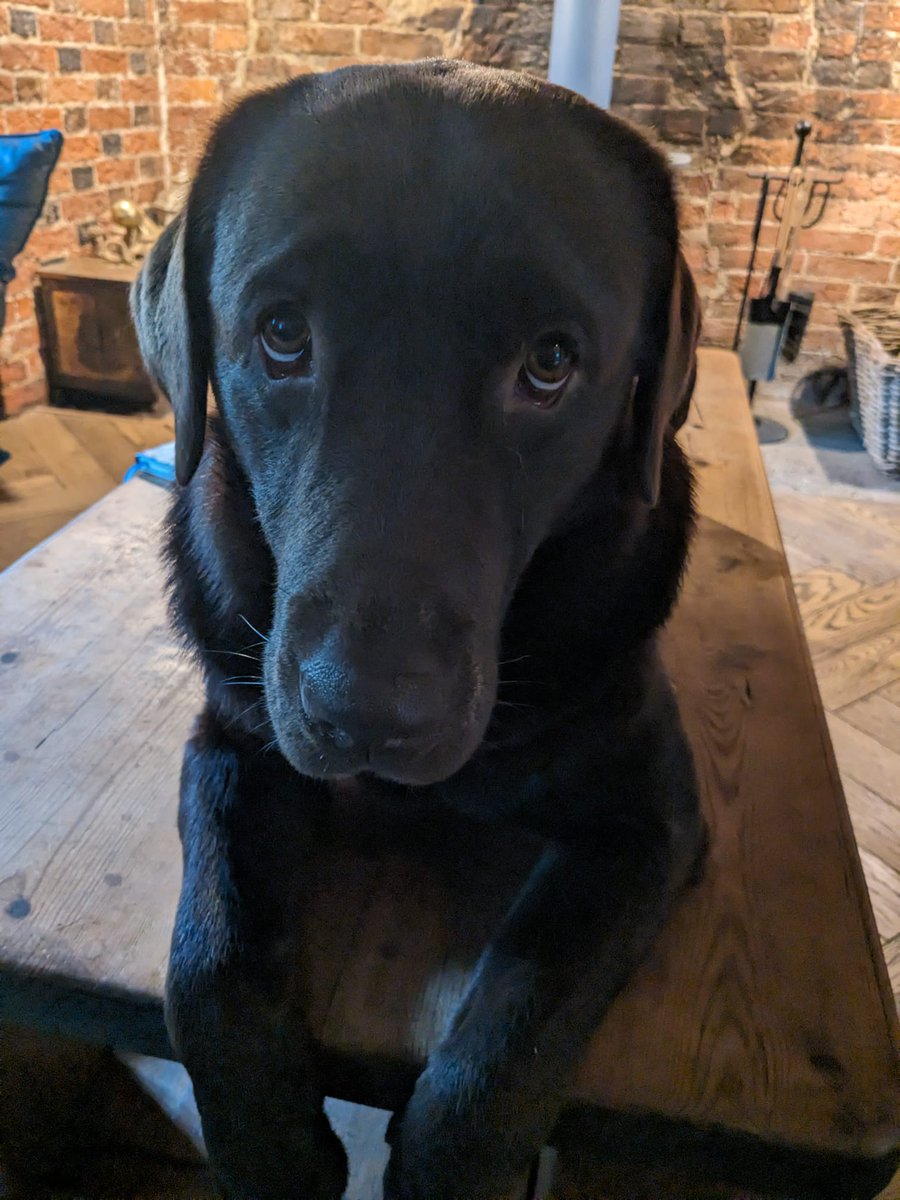 ChewieChoccy's tweet photo. Coffee table boop anyone? https://t.co/74VCwtO8tC