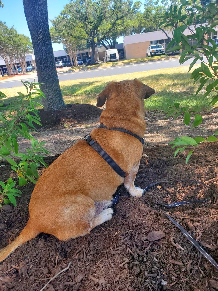 MadDashiell's tweet photo. My work Pal-
#DailyBuddy https://t.co/Vnx5ZGK1cz