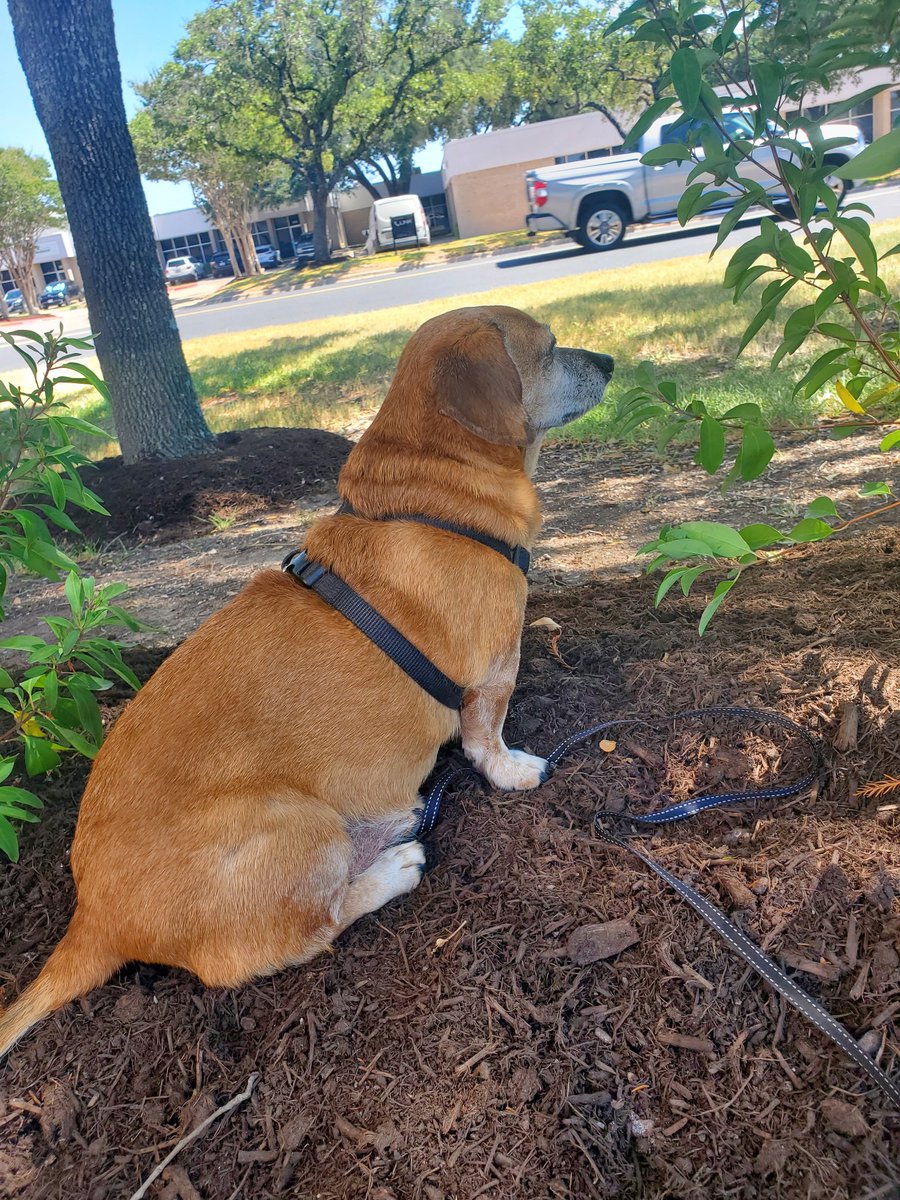MadDashiell's tweet photo. My work Pal-
#DailyBuddy https://t.co/Vnx5ZGK1cz