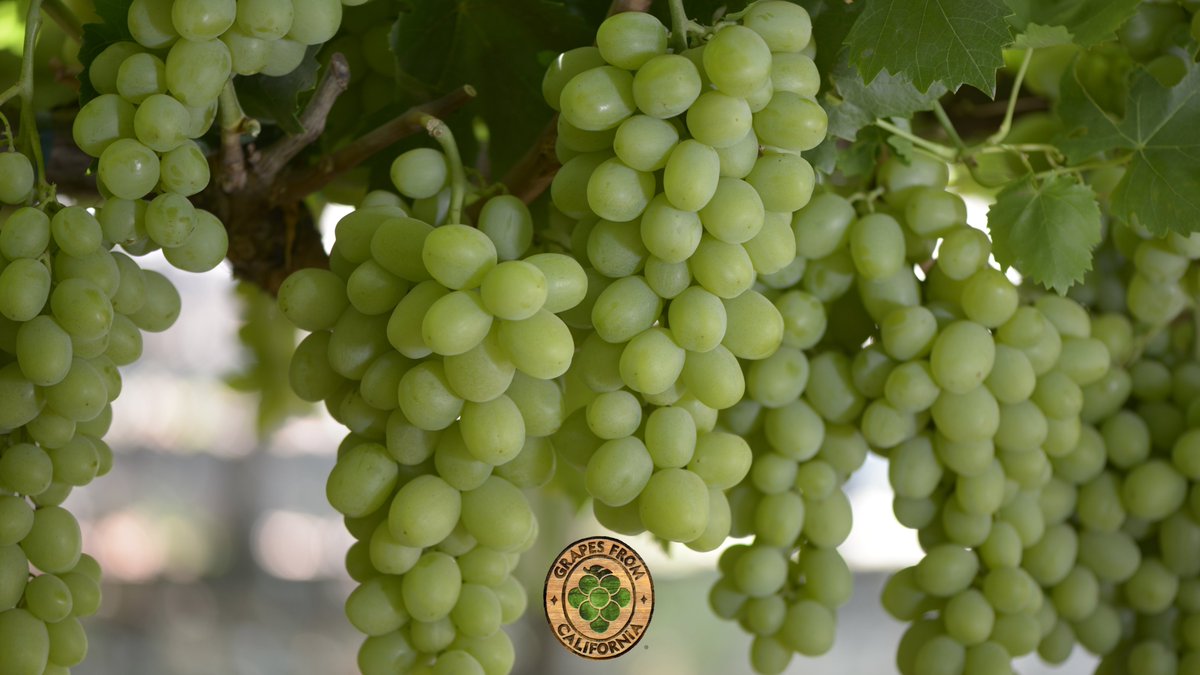 GrapesfromCA's tweet image. Go with fresh, healthy, and delicious Grapes from California every day.  Choose California Goodness…choose California grapes.

Shop #GrapesfromCA in-store or online!