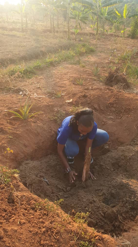 WilbertDusabe's tweet photo. DU NOUVEAU A LA FERME 
--------------------------------
Chaque samedi est dédié au bananier local. Ceux qui souhaitent planter et donner au pied d bananier leurs noms sont accueillis . Il suit une cuisine de nos viandes. Samedi passé, Maliens et de la Centrafricains étaient là https://t.co/SGlWrCI3E2