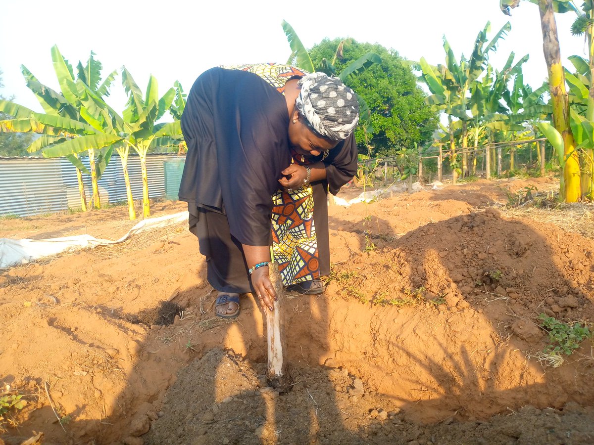 WilbertDusabe's tweet photo. DU NOUVEAU A LA FERME 
--------------------------------
Chaque samedi est dédié au bananier local. Ceux qui souhaitent planter et donner au pied d bananier leurs noms sont accueillis . Il suit une cuisine de nos viandes. Samedi passé, Maliens et de la Centrafricains étaient là https://t.co/SGlWrCI3E2