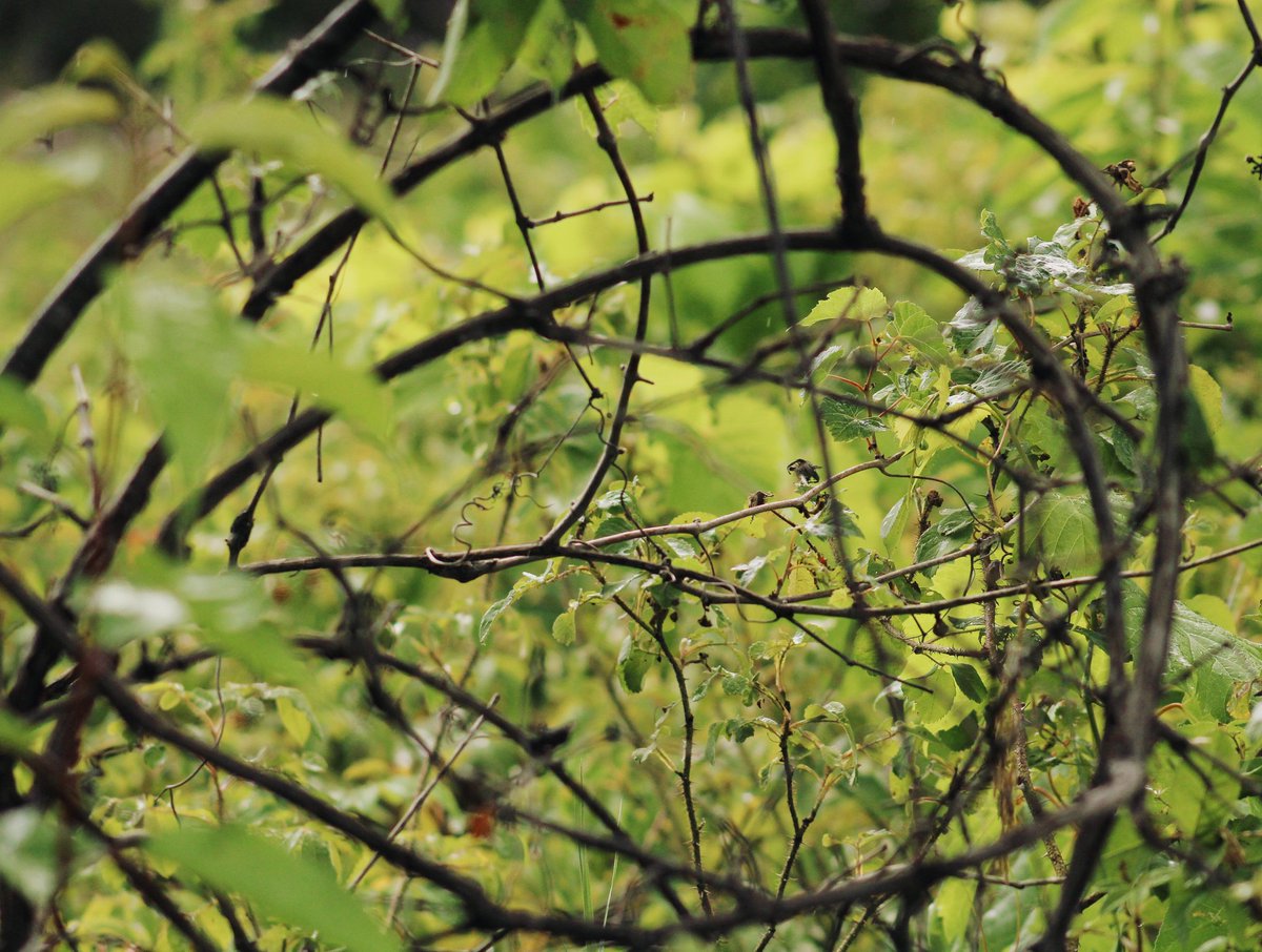 This was my second choice image for 'Framing' as part of the 30 Days of Composition challenge... Truth be told, I shot this scene before the leaves. Love the spiral of those grape vines. 

#framing #photographychallenge #30daysofcomposition #alternate #secondchoice