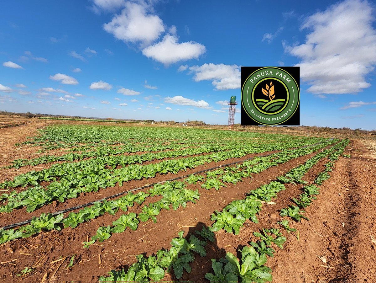 Panuka AgriBiz Hub tweet media