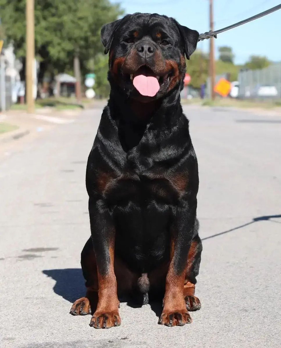 If you love this photo say Yes and retweet also 🥰