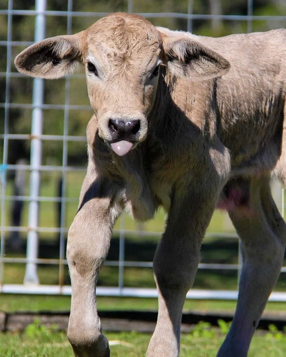 cowofusa's tweet photo. Cows teach me to embrace my vulnerabilities, to let go of judgment, and to love myself unconditionally. 🌾🐮 https://t.co/QKo7bKqwMX