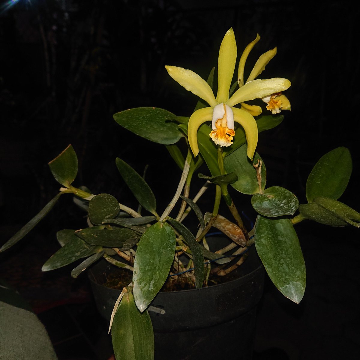 Pak_Dhe_Orchid's tweet photo. Catt. forbesii 'alba' https://t.co/jOcQWcTEaI