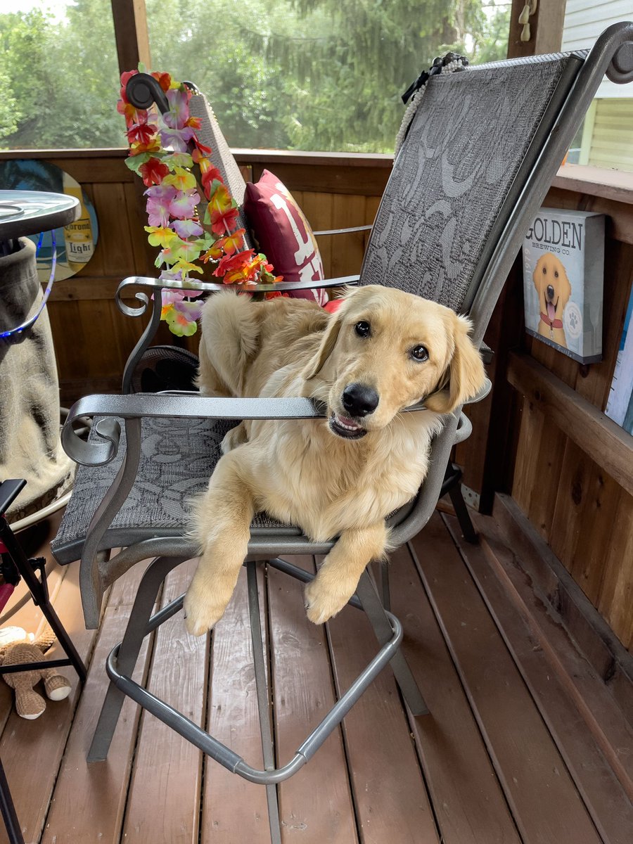 DAY 6: Bar stool seating. (She wanted to get up in the chair, and a certain unnamed person may have helped her up.)  #goldenretriever #goldenpuppy #goldenoftheday