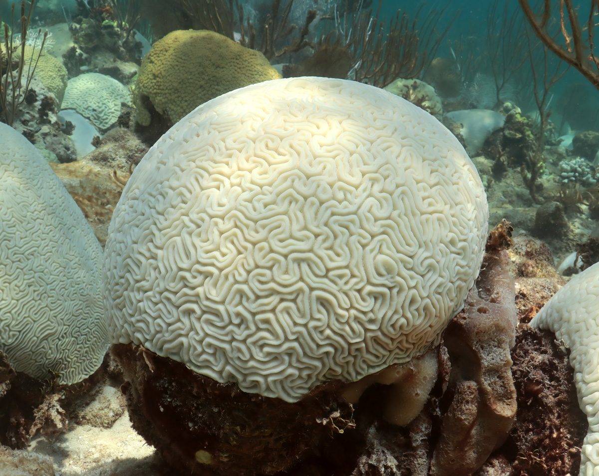 Recently @NOAA_AOML scientists & partners returned to Cheeca Rocks, a ...