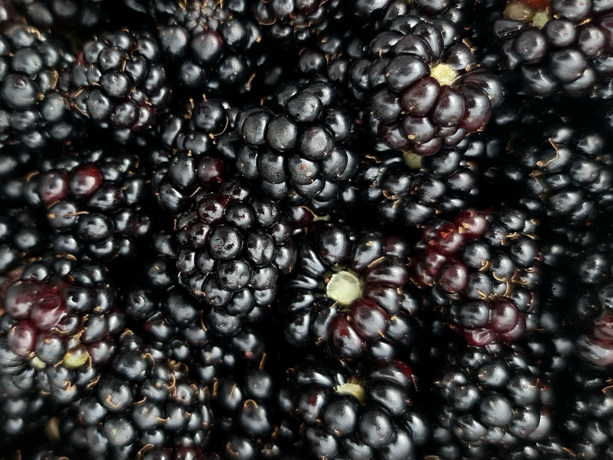 It may be rainy, but Summer's bounty still tastes of sunshine #Blackberries #WildFood #foraging #FoodForFree