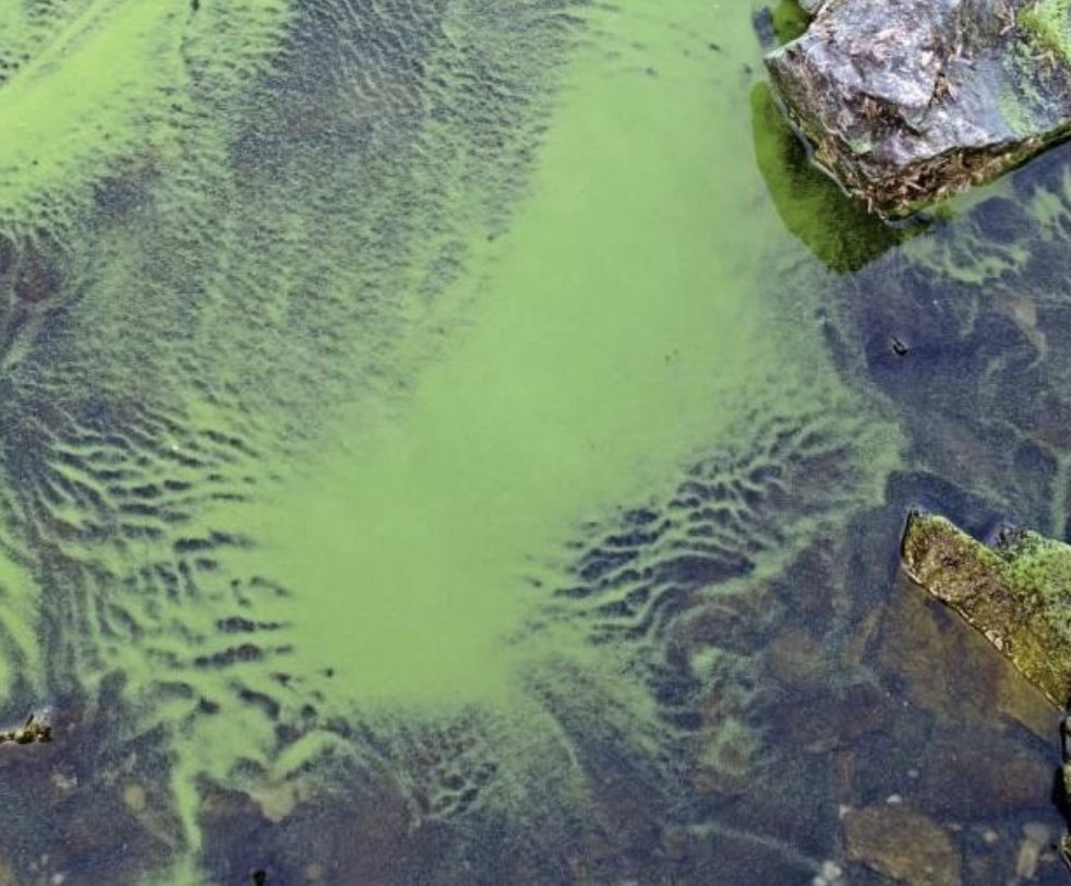 Have you spotted green water like this in your favorite #AZ lake or stream? It could be a  #harmfulalgalbloom that could make you sick. 

👃 Smells bad
👀 Looks discolored
🤔 Has foam, scum, algal mats, or paint-like streaks on the surface

Learn more ➡️ azdeq.gov/AZHAB