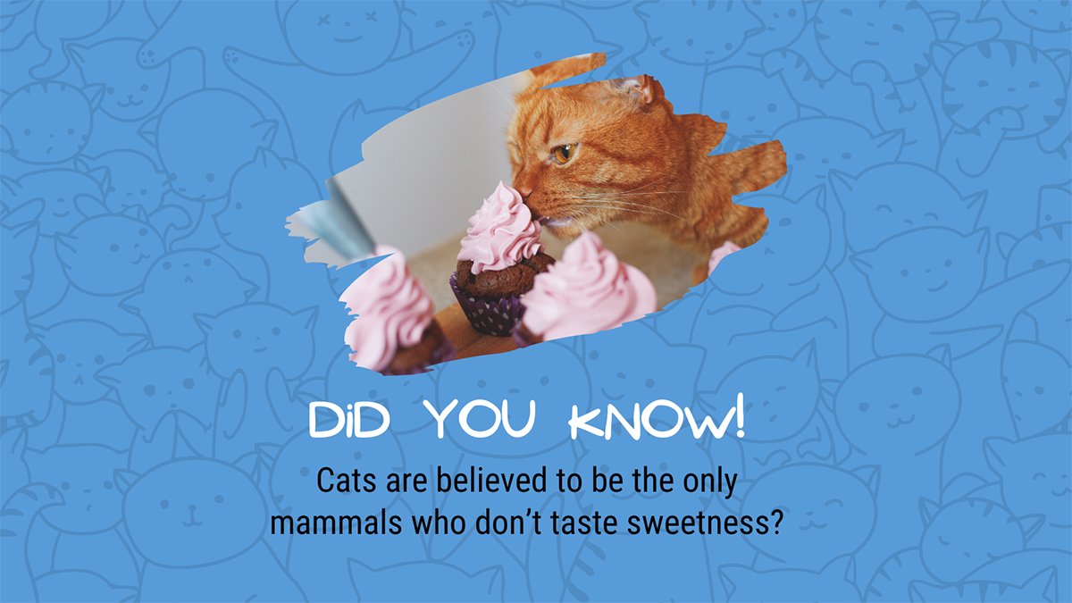Did you know? Cats are perfectly unique! They're the only mammals that don't have a sweet tooth. 🍬😺

Although that doesn't mean they can indulge in desserts.

#abramsstore #pets #petcare #petstagram #petsupplies #instapet #petcaretips #ilovemypet