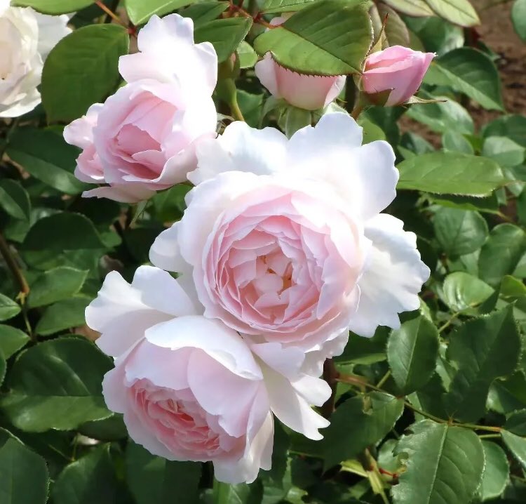 piinkibun's tweet photo. pretty roses <3 https://t.co/nXIeJnciyq