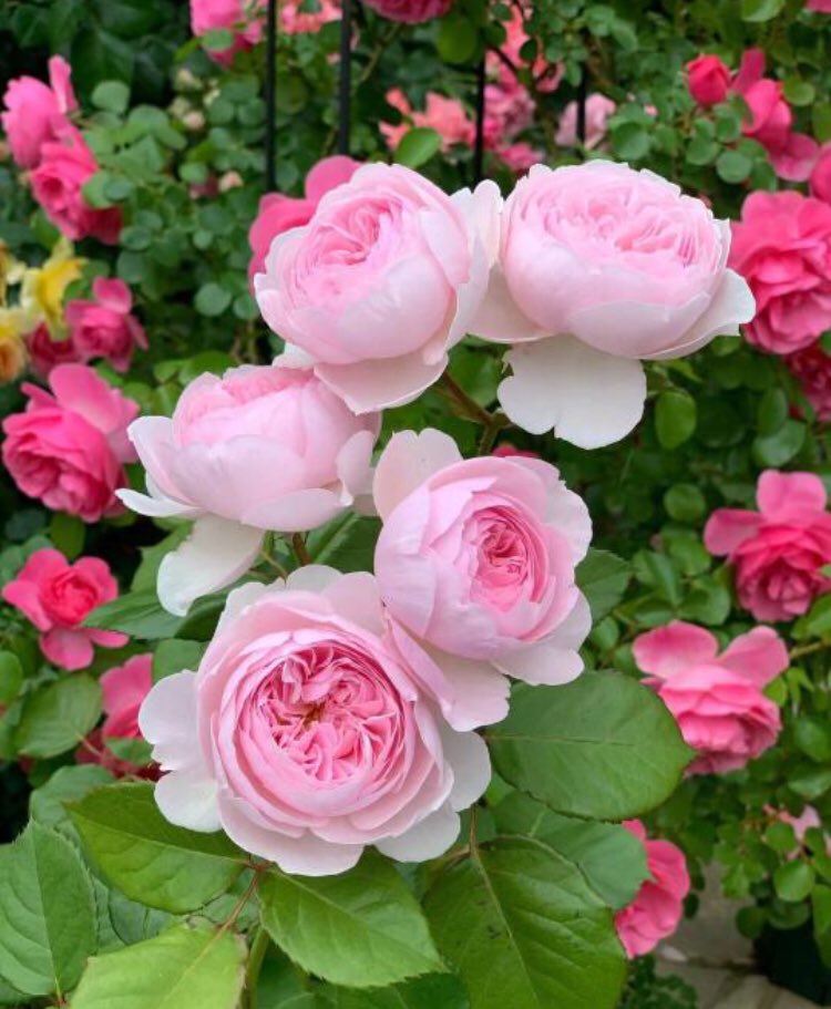piinkibun's tweet photo. pretty roses <3 https://t.co/nXIeJnciyq