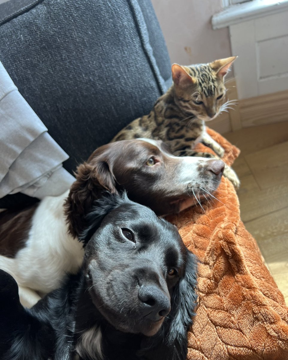 These three, whilst I write ✍️