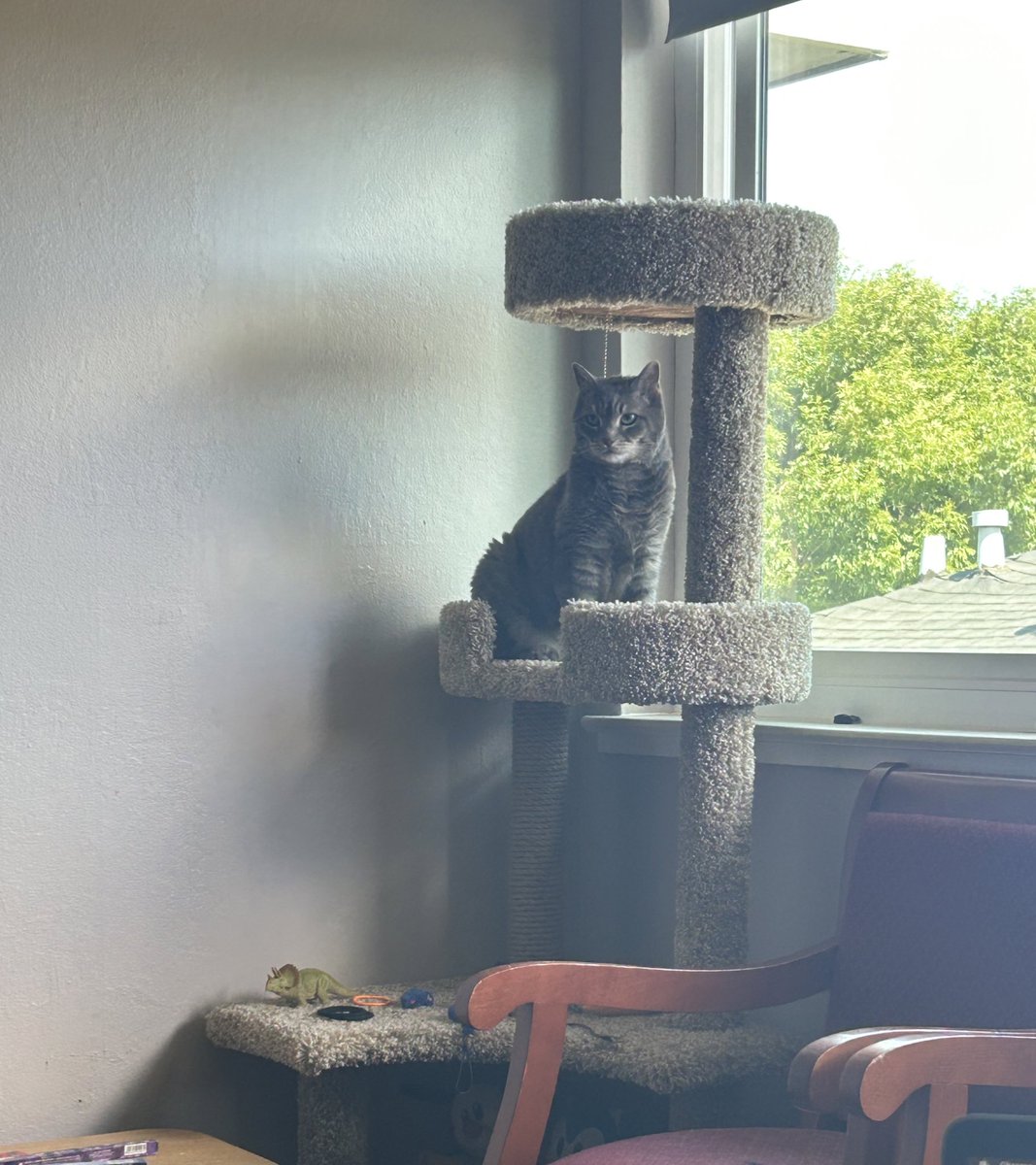 DashRuane's tweet photo. New tree 😼 https://t.co/x6YVnTWsxs