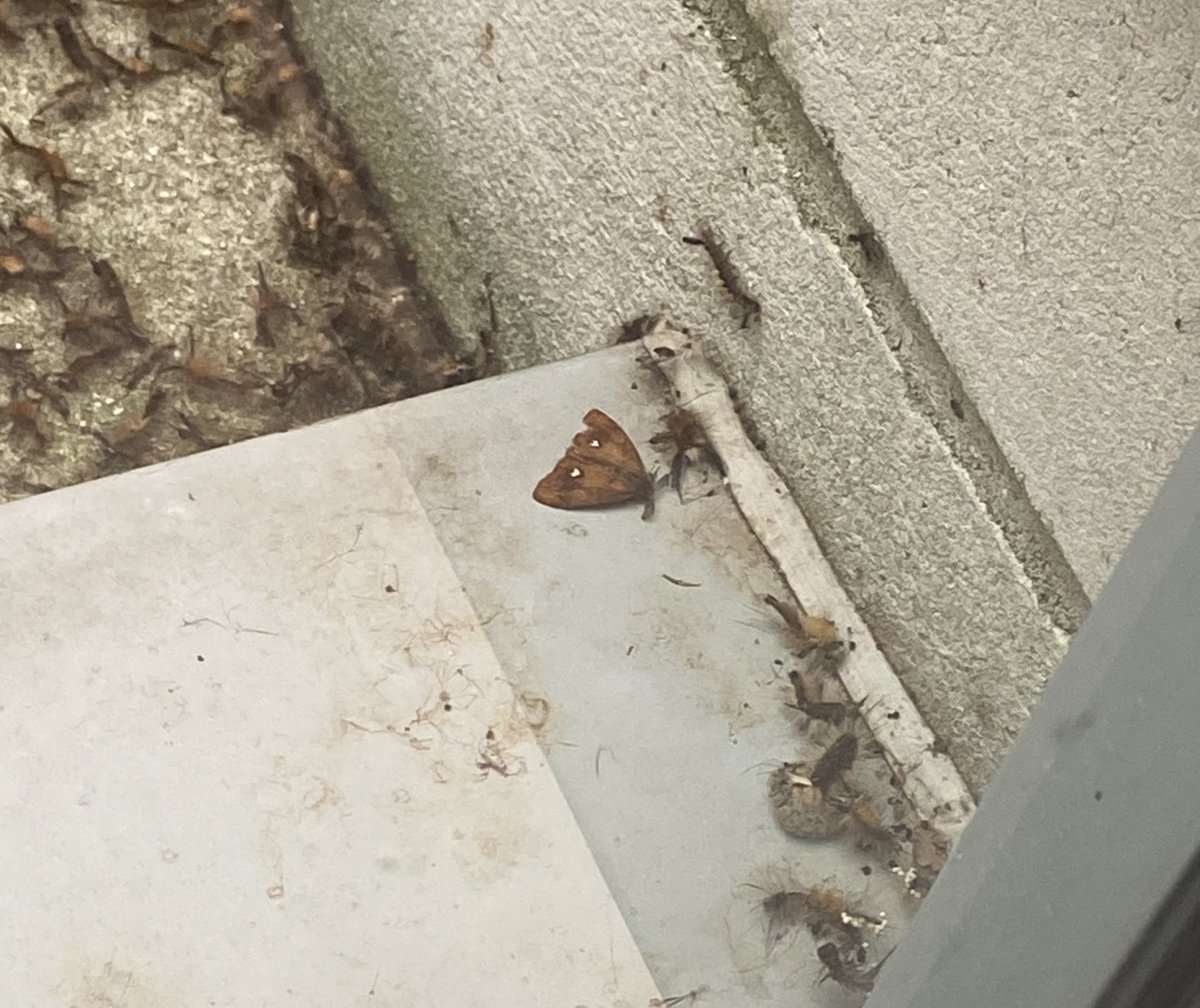 FirstWildlife1's tweet photo. Inverness Justice Centre.  A couple of weeks ago, there were hundreds of Vapourer moth caterpillars in an external glass atrium forming an area between different parts of the building.  Today, most of them were dead or dying because the Centre’s facilities people… 1/2 https://t.co/NevNtFKJUX
