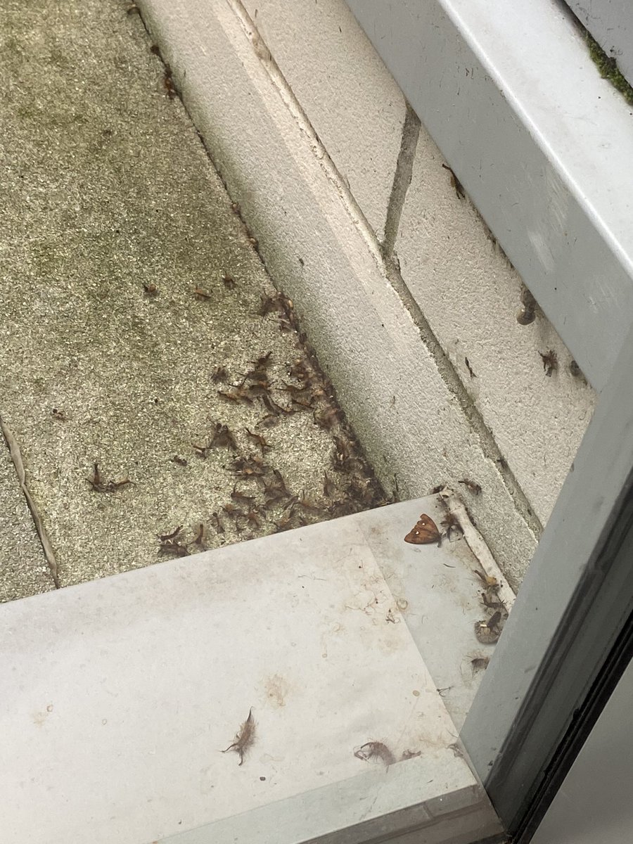 FirstWildlife1's tweet photo. Inverness Justice Centre.  A couple of weeks ago, there were hundreds of Vapourer moth caterpillars in an external glass atrium forming an area between different parts of the building.  Today, most of them were dead or dying because the Centre’s facilities people… 1/2 https://t.co/NevNtFKJUX