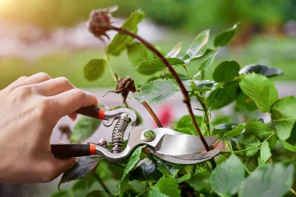 🍃 Prune & Trim 🍃
Give your plants some end-of-summer love by pruning away dead blooms and overgrown branches. Encourage new growth and maintain a tidy garden. Happy plants, happy gardener! 🌸🌳 #GardeningTips #DIYGarden