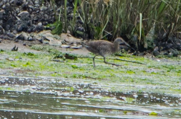 koolshark2's tweet photo. #clapperrail: thrilled to see for a moment my highly secretive target bird for Plumb Beach this weekend. Thanks @gigi_nyc and @lotuswinnielee for helping to spot them. #brooklyn #nyc #rail #marshbird https://t.co/0Tymhi8FFJ