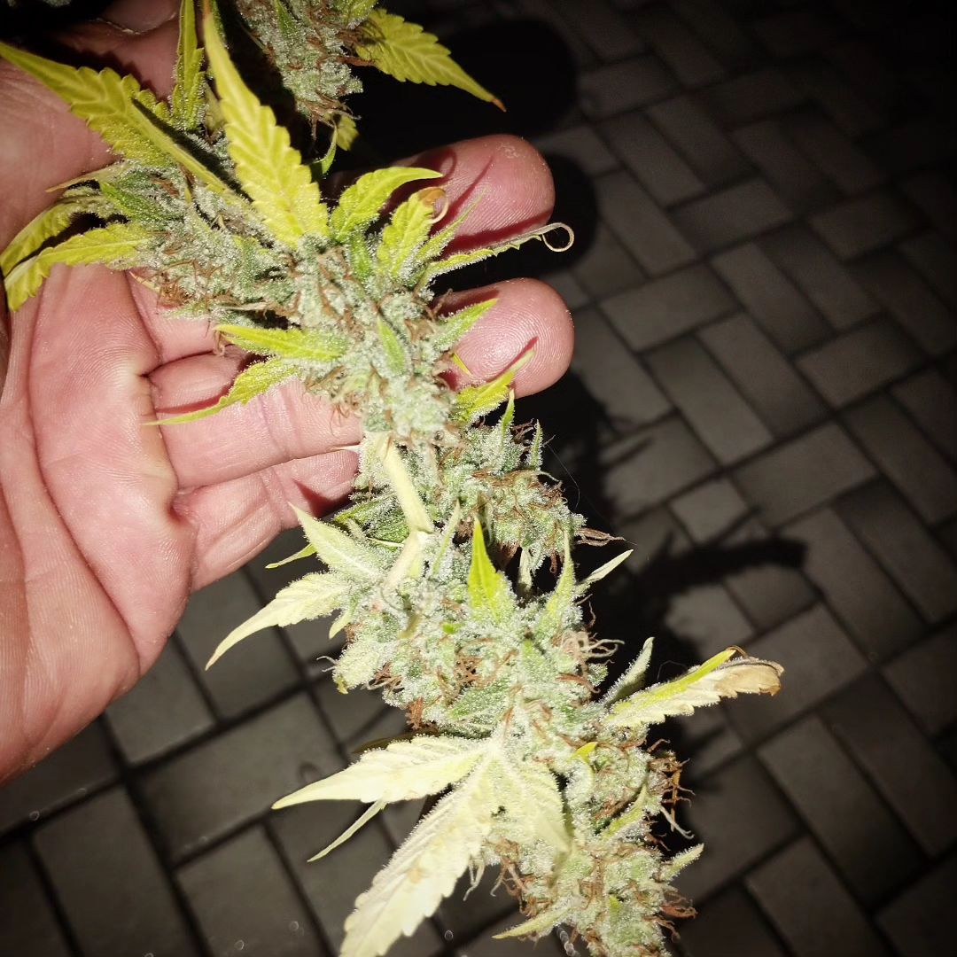 Moby Dick 💯
#CannabisCommunity #CannabisCultivation