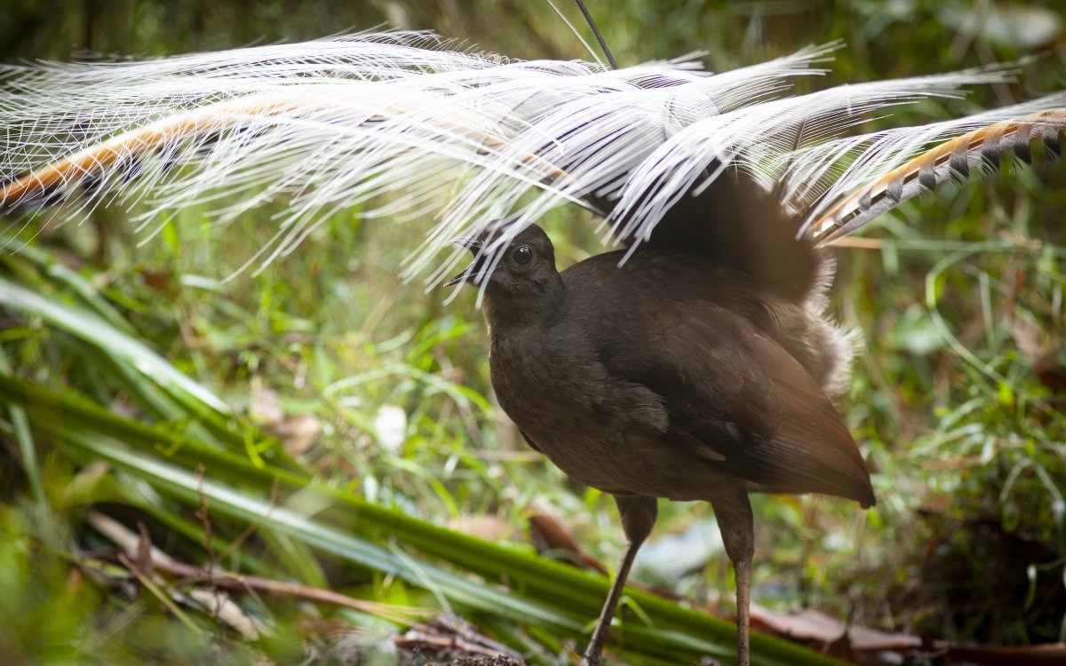 bioGraphic tweet media