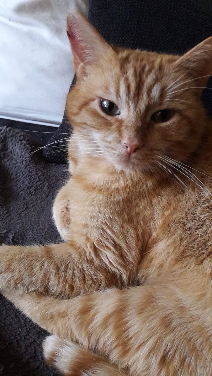 Psycholoog_ME's tweet photo. RT massaal please 🙏 Vermist, Musselkanaal e.o. De eigenaresse v kater Socks is ongeneeslijk ziek en deed haar best om zorgvuldig een nieuw baasje uit te zoeken..... dat niet tevreden was en hem op straat dumpte 😱😭 /1 https://t.co/OleZsMwPG7