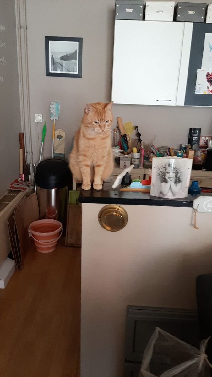 RT massaal please 🙏 Vermist, Musselkanaal e.o. De eigenaresse v kater Socks is ongeneeslijk ziek en deed haar best om zorgvuldig een nieuw baasje uit te zoeken..... dat niet tevreden was en hem op straat dumpte 😱😭 /1