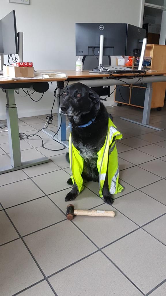 teamginge87's tweet photo. This is sonny, it's his first day on the job. He's thinking he probably shouldn't have lied on his C.V. 

@dog_rates https://t.co/cyiq8Y1CPR