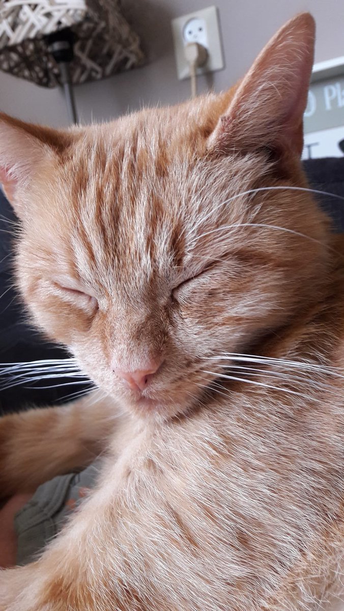 Psycholoog_ME's tweet photo. Socks is een schuwe kater die je rustig moet benaderen en waarbij vertrouwen gewonnen moet worden. Socks heeft geen wit in zijn vacht. Donkere puntjes links op zijn neus. Voor het laatst gesignaleerd in Musselkanaal. 

Heb je meer info? Messenger me even of zet het hieronder. /2 https://t.co/tWRJEqcgRY