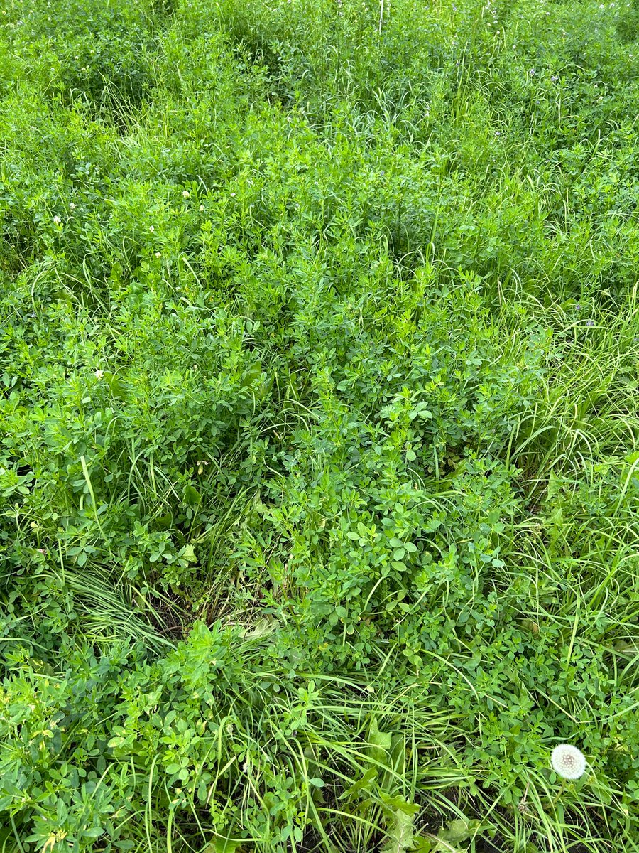 VernBaron's tweet photo. Improving old past : L. Cont.-Grass; Upper Rt sod seeded alfalfa (2022); Lower Rt cover crop  (fall rye, crimson &amp; sweet clover, seeded yearly). Alfalfa &amp; grass high yield; Cover crop seeded annually, lower yield  &amp; weeds; Alfalfa &amp; cover crop had Round Up burn off. AAFC Lacombe https://t.co/P9u7m1CVCs