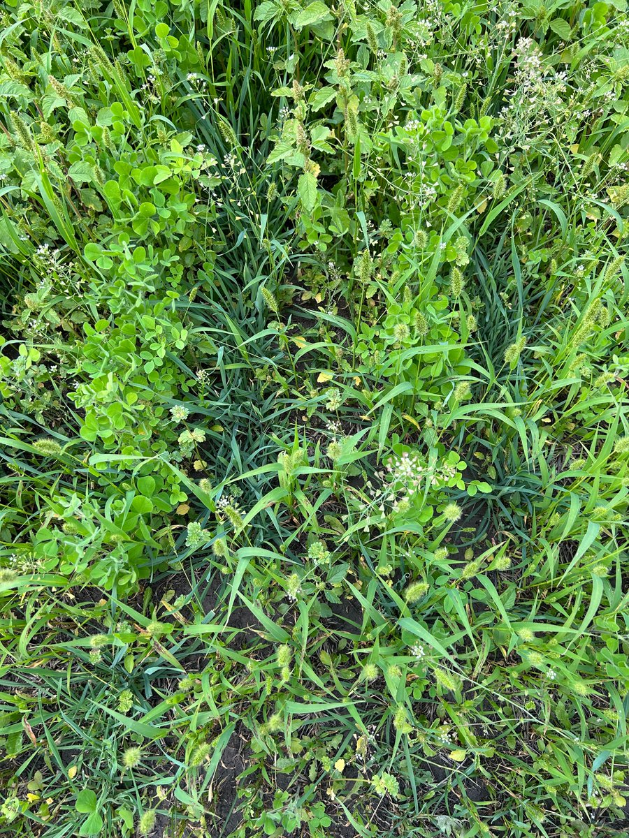 VernBaron's tweet photo. Improving old past : L. Cont.-Grass; Upper Rt sod seeded alfalfa (2022); Lower Rt cover crop  (fall rye, crimson &amp; sweet clover, seeded yearly). Alfalfa &amp; grass high yield; Cover crop seeded annually, lower yield  &amp; weeds; Alfalfa &amp; cover crop had Round Up burn off. AAFC Lacombe https://t.co/P9u7m1CVCs