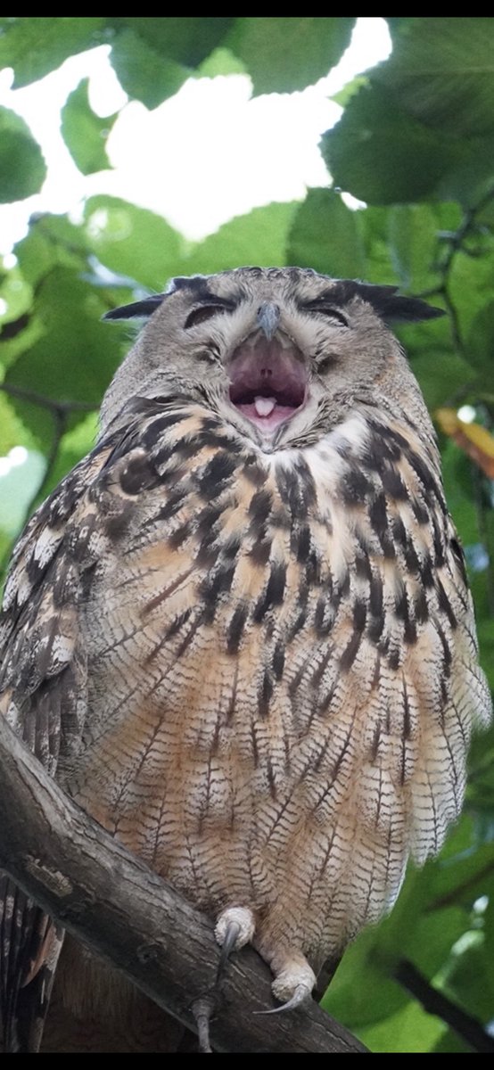 Stella Hamilton tweet media