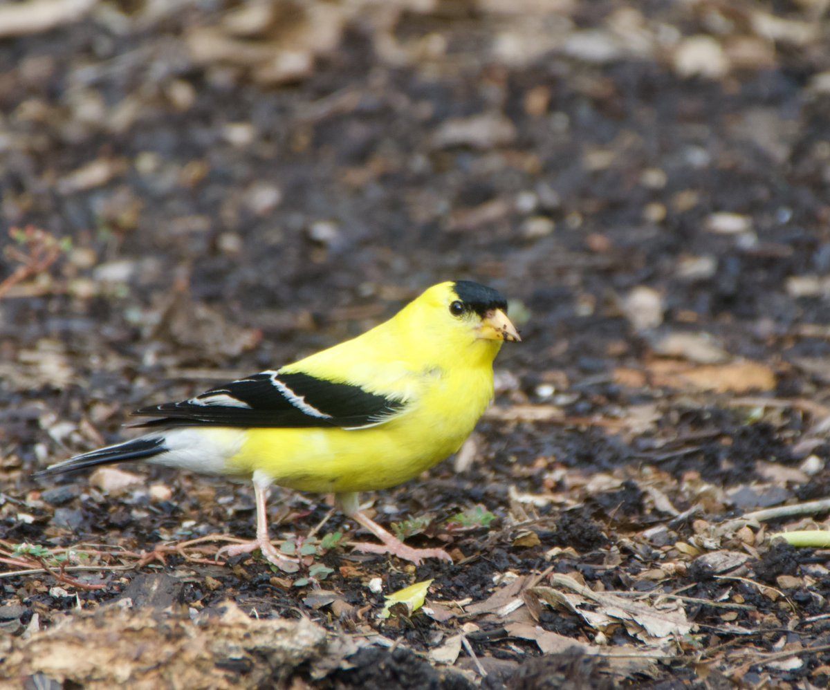 This bird and I will be leaving this platform.  Thank you for all the love!!  Anyone wishing to follow me and my work please find me on instagram: plsleet #TwitterNatureCommunity #TwitterNaturePhotography
