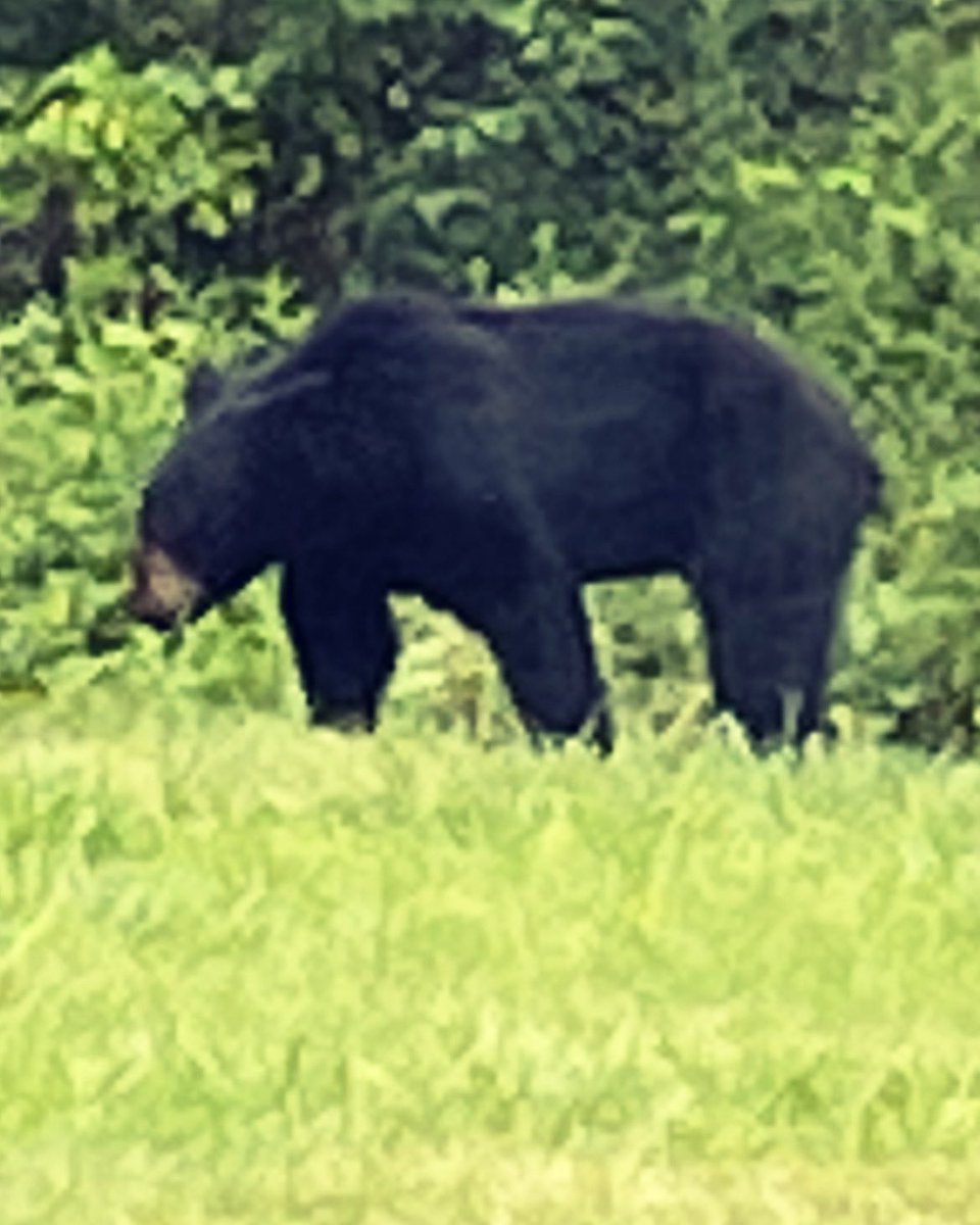 sheritage_'s tweet photo. He is a big one!!#blackbear#redmonfarm#countrylife https://t.co/3Hm8iSljeI