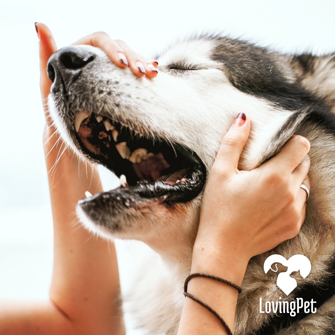 LovingPet2's tweet photo. August is National Dog Month! Give your friend some extra love on this special time!

#pet #pets #dog #dogs #cat #cats #petlovers #petlove #petlover #lovingpet https://t.co/oNeXxZ5v5p